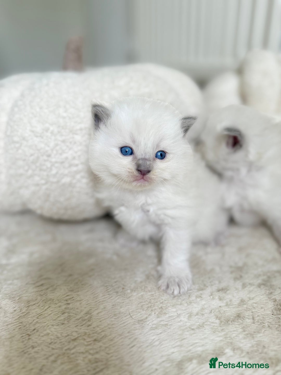 Ragdoll cats for sale: BLUE POINT RAGDOLL KITTENS - Image 9