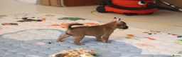 Mexican Hairless dogs for sale: NEW intermediate naked boy 2000 read the advert. - Advert 16
