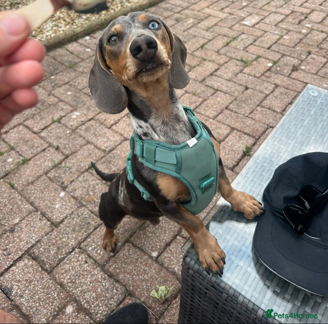 Dachshund dogs for stud: Dapple Dachshund  in Ellesmere Port - Image 1
