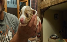 Australian Shepherd dogs for sale: Australian Shepherd Litter  - Image 9