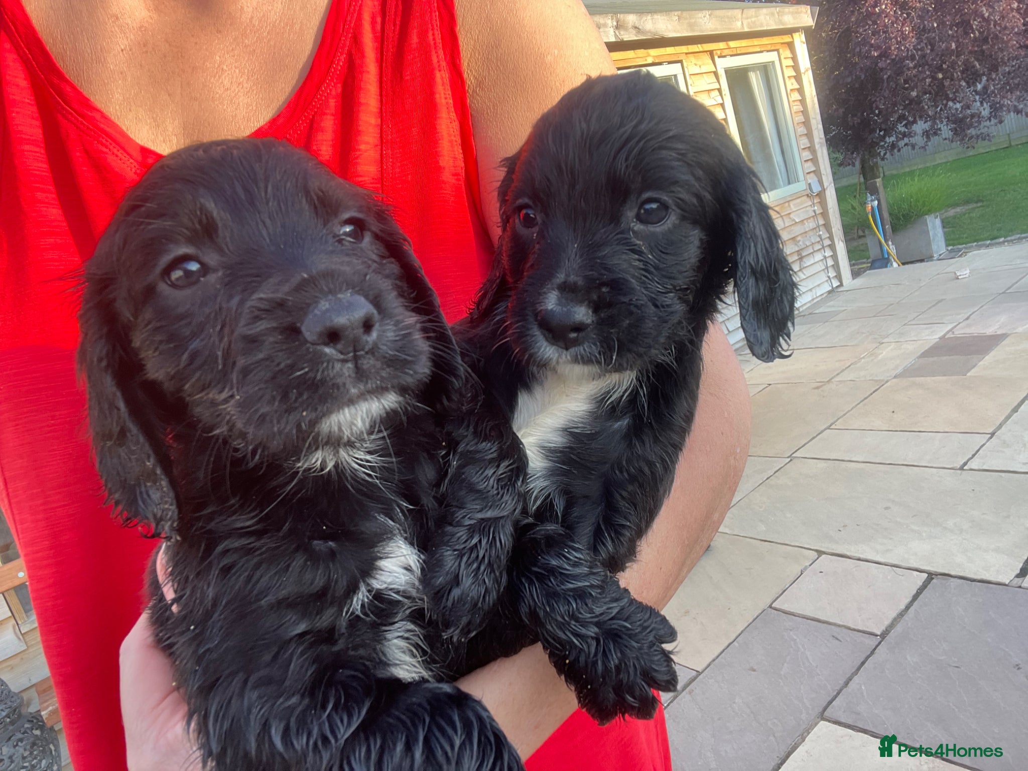 Cocker Spaniel dogs WORKING COCKER SPANIEL PUPS READY LAST 2, 26TH MAY - Advert 1