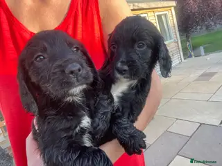 Cocker Spaniel dogs WORKING COCKER SPANIEL PUPS READY LAST 2, 26TH MAY - Advert 1