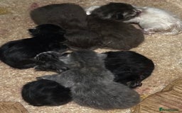 Persian cats for sale: CHOCOLATE PERSIAN KITTENS - Image 7