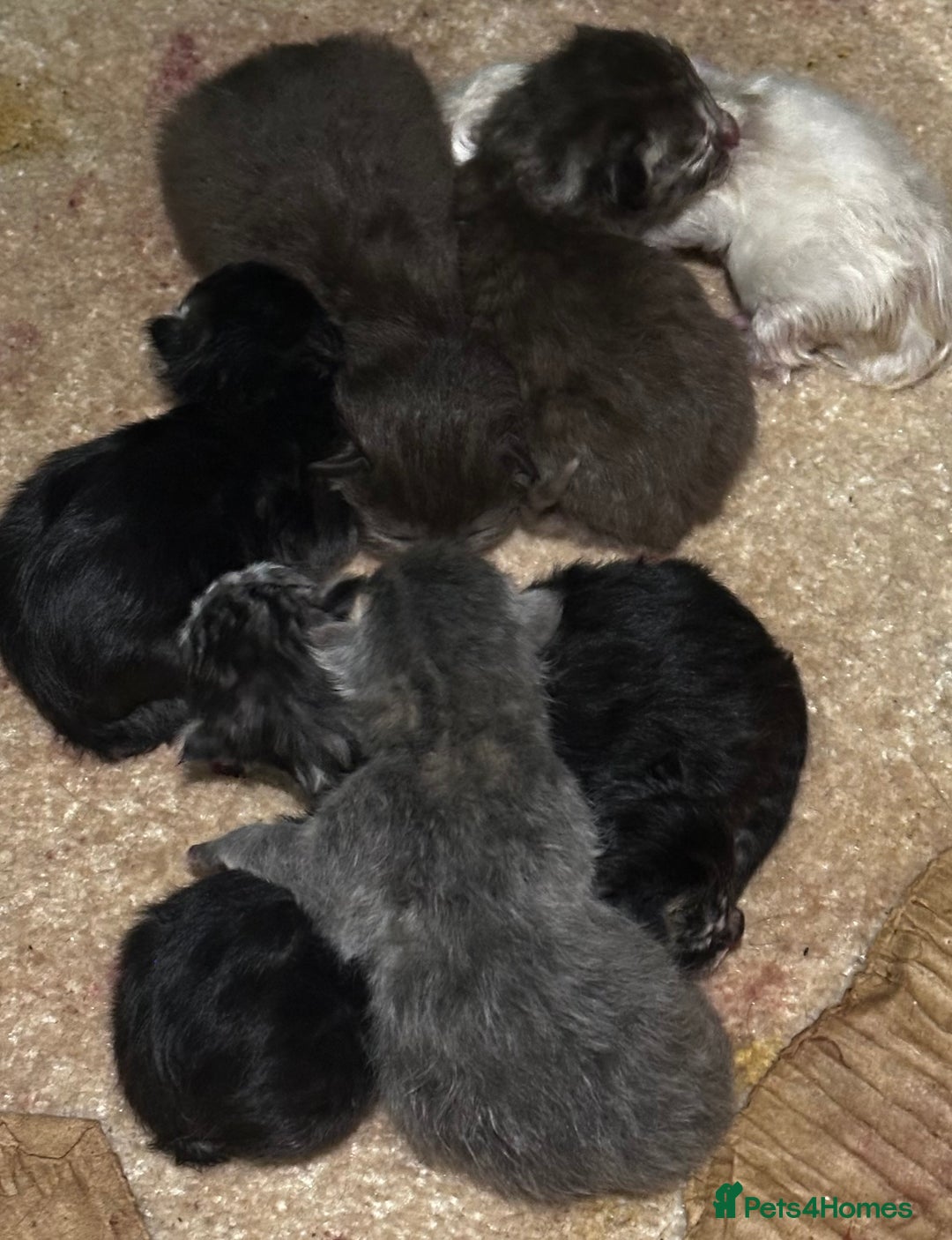 Persian cats for sale: CHOCOLATE PERSIAN KITTENS - Image 7