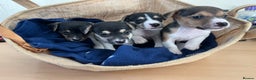 Jack Russell dogs for sale: Miniature Tri-Coloured Jack Russell Puppy - Advert 4