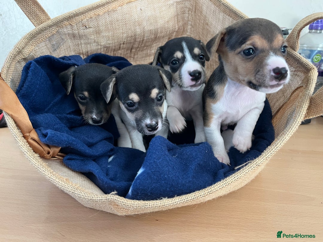 Jack Russell dogs for sale: Miniature Tri-Coloured Jack Russell Puppy - Advert 4