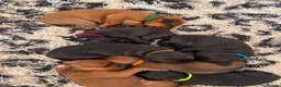 Mixed Breed dogs for sale: Irish setter cross Doberman puppies - Advert 17