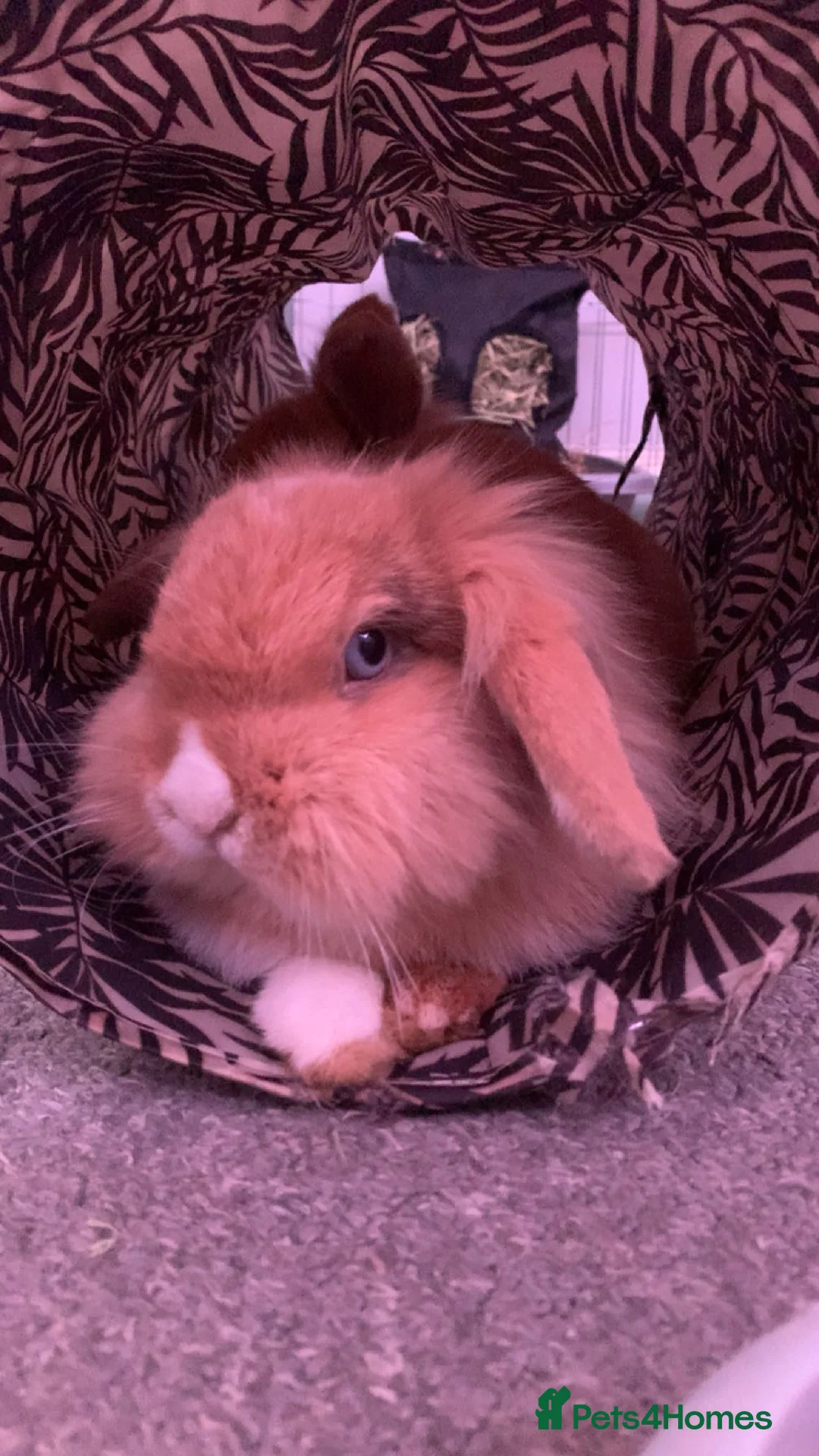 Lionhead rabbits for sale: Simba for sale  in Kettering - Advert 3