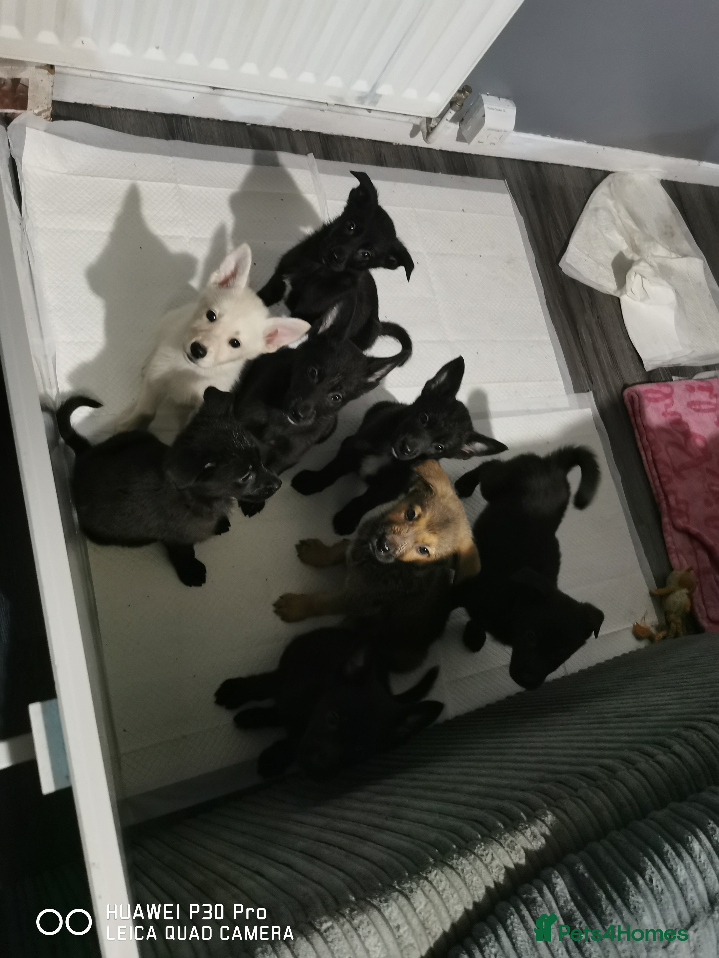 Mixed Breed dogs German Shepherd x huskita.  - Advert 19