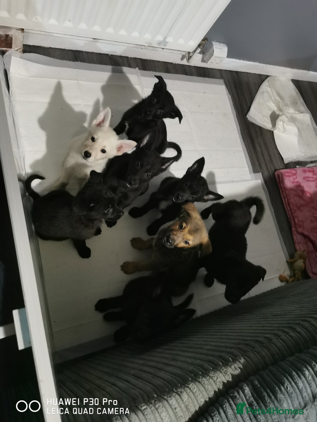 Mixed Breed dogs for sale: German Shepherd x huskita.  - Advert 1