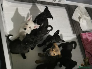 Mixed Breed dogs - Advert 35