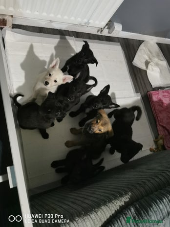 Mixed Breed dogs - Advert 12