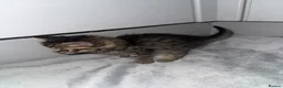 Domestic Shorthair cats for sale: 6 beautiful kittens  - Advert 5