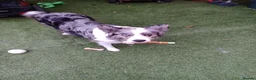 Border Collie dogs for sale: Blue merile boarder collie  stunning puppy in Sutton Coldfield - Advert 11