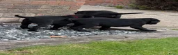 Labrador Retriever dogs for sale: Labrador puppies  in Doncaster - Advert 5