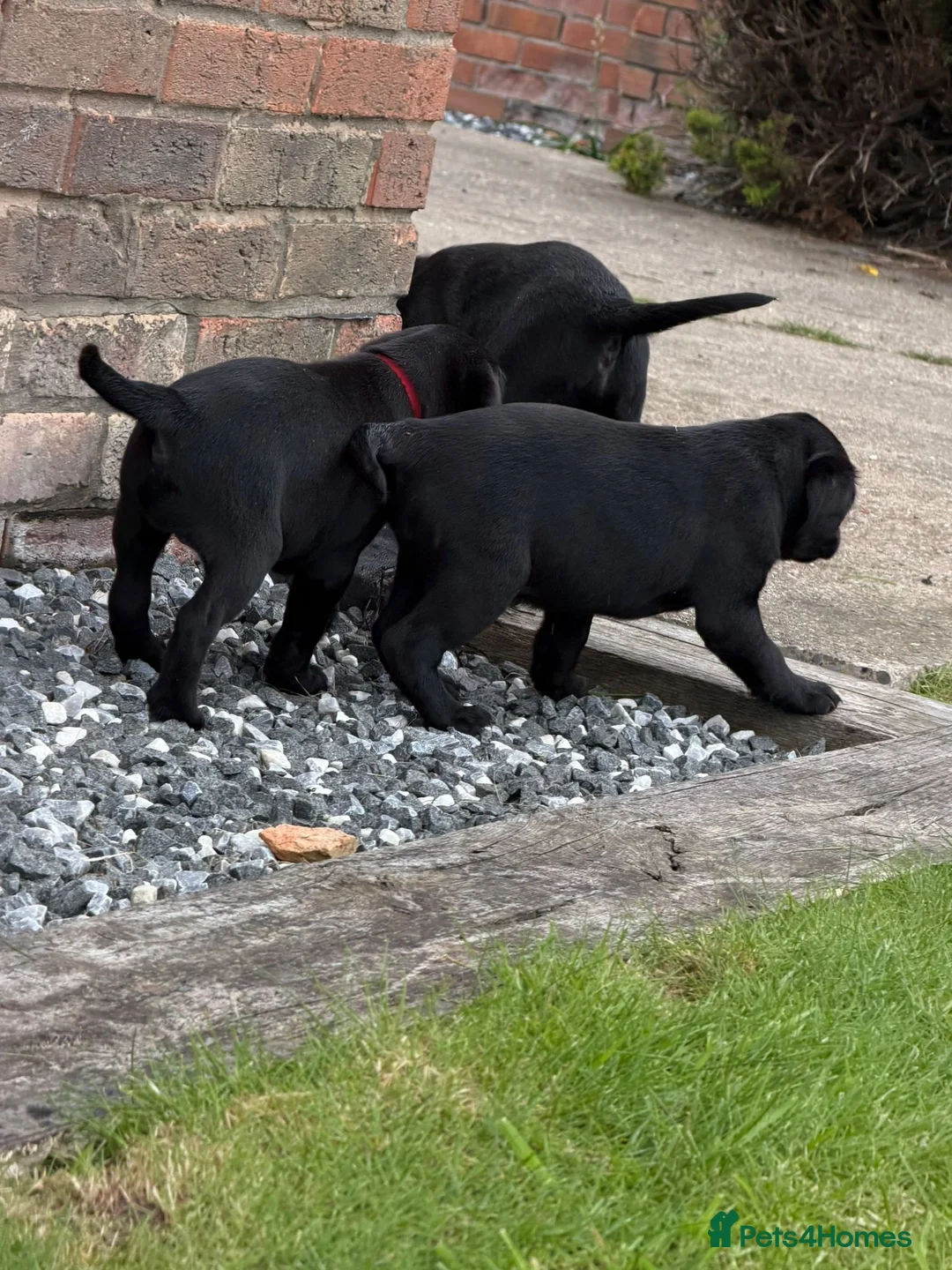 Labrador Retriever dogs for sale: Labrador puppies  in Doncaster - Advert 5