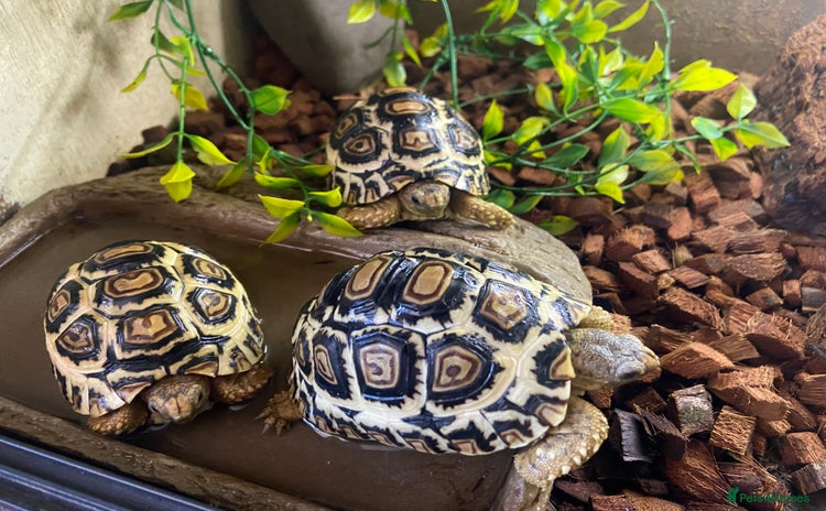 Tortoise reptiles - Advert 1