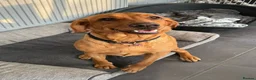 Labrador Retriever dogs for sale: 🐶 KC REGISTERED LABRADOR PUPPIES DUE SOON 🐶 - Advert 3