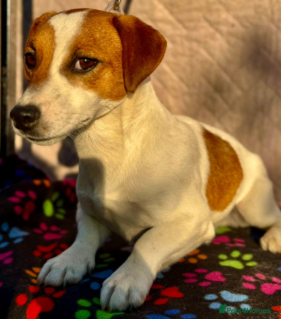 Jack Russell dogs for adoption: Jack’s Story: From Neglect to Hope - Image 4