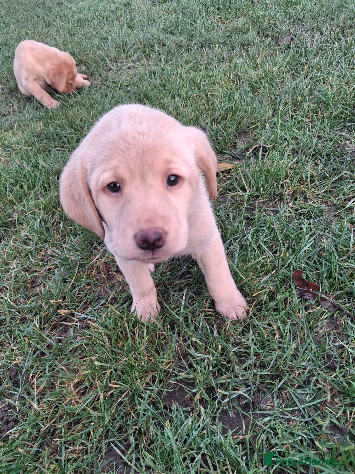 Labrador Retriever dogs Labrador puppies  - Advert 1