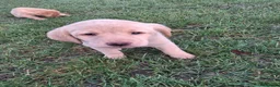 Labrador Retriever dogs for sale: Labrador puppies  - Advert 1