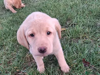 Labrador Retriever dogs Labrador puppies - Advert 9