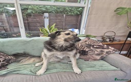 Mixed Breed dogs for adoption: Abbie is saying hi  - Image 4