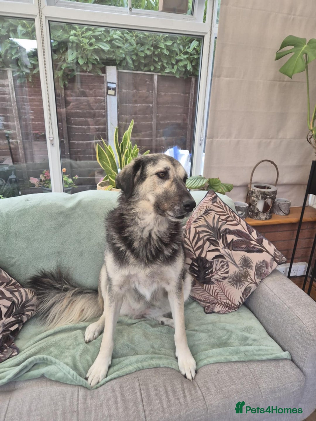 Mixed Breed dogs for adoption: Abbie is saying hi  - Image 4