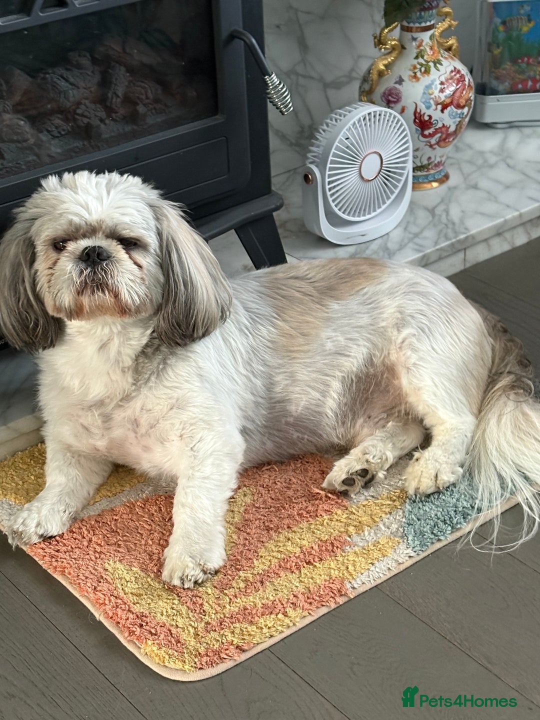 Shih Tzu dogs for stud: Buster - Advert 5