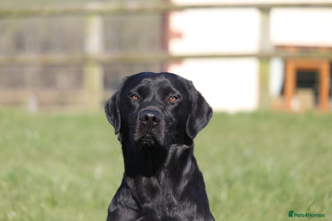 Labrador Retriever dogs for stud: For Stud Black Labrador in Tiverton - Image 8