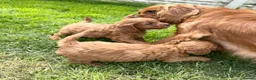 Cavapoo dogs for sale: Deep red cavpoo girls - Advert 15