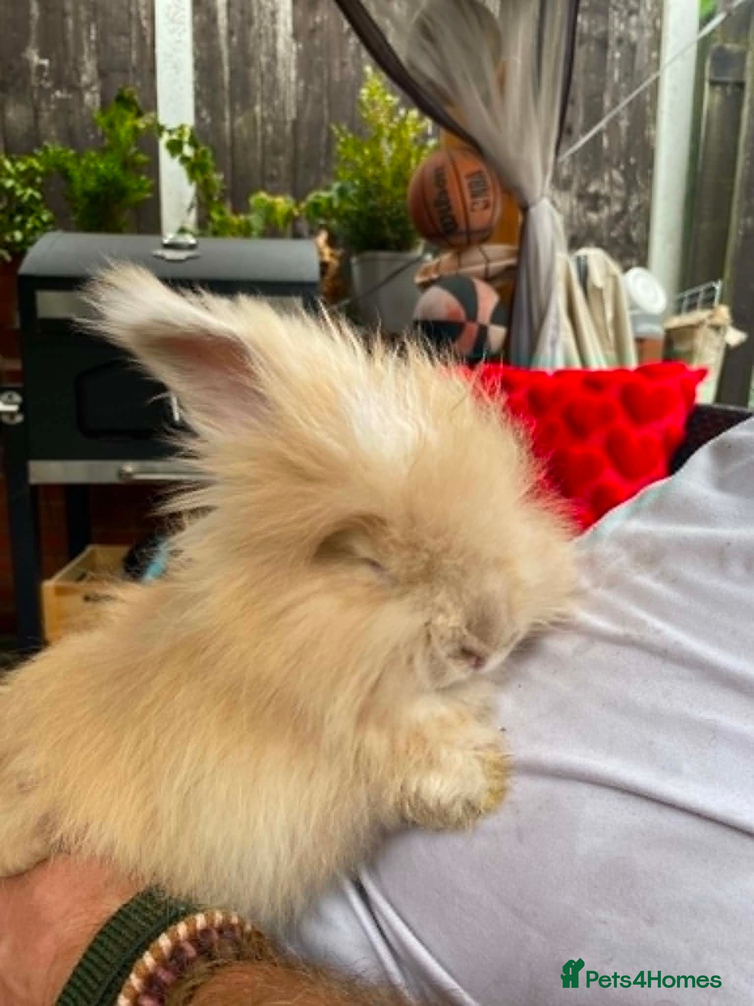 Angora rabbits English Full Face Angora Bunnies ***Boy - Advert 2