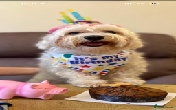 Maltipoo dogs for stud: Maltese Male Available for Stud – Chatham, Kent - Image 5