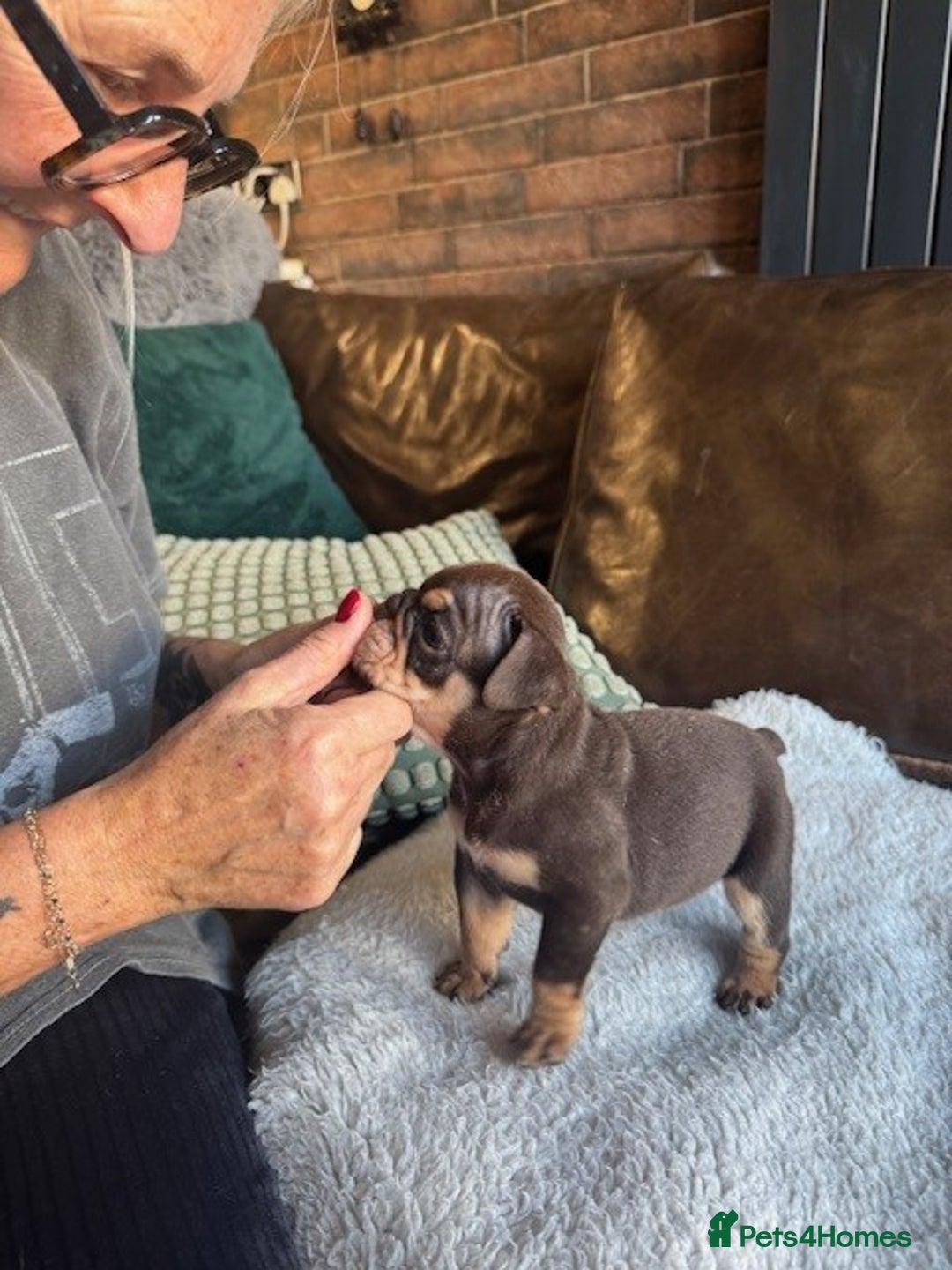 English Bulldog dogs for sale: Beautiful English Bulldog Puppies - Image 7