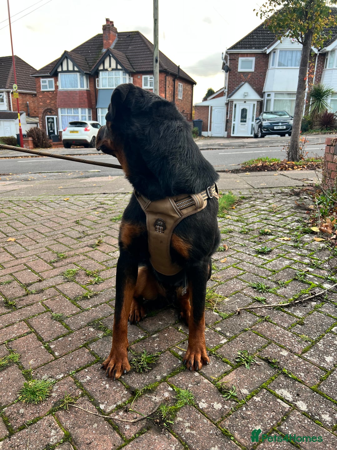 Rottweiler dogs for sale: Rottweiler Male, 7 months, Good Healthy Family Pet - Image 9