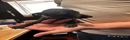 Italian Greyhound dogs for sale: KC Registered Italian Greyhounds Puppies - Advert 21
