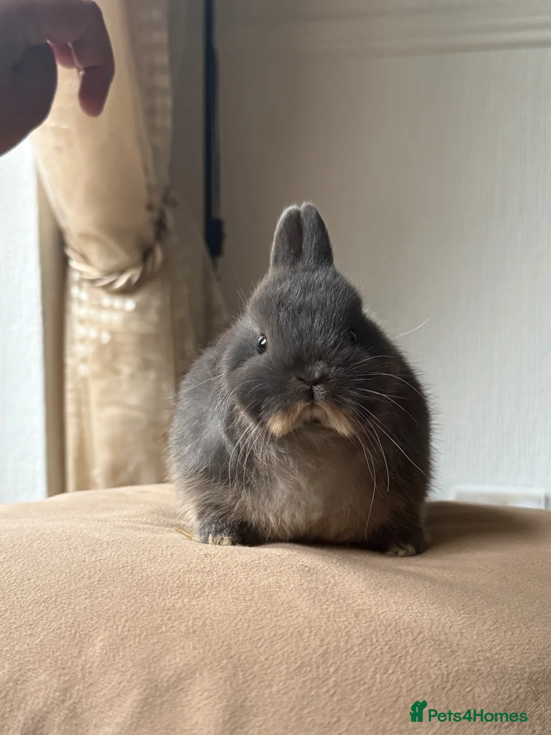 Netherland Dwarf rabbits for sale: Blue otter netherland dwarf  in Derby - Advert 2