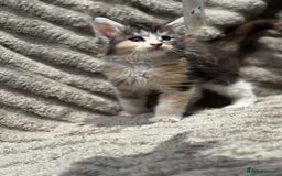 Maine Coon cats for sale: Mainecoon full pedigree kittens - Advert 3