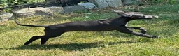 Whippet dogs for sale: KC registered whippet puppies ready now  - Advert 7