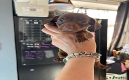 Miniature Dachshund dogs for sale: Beautiful miniature dachshunds  - Image 14