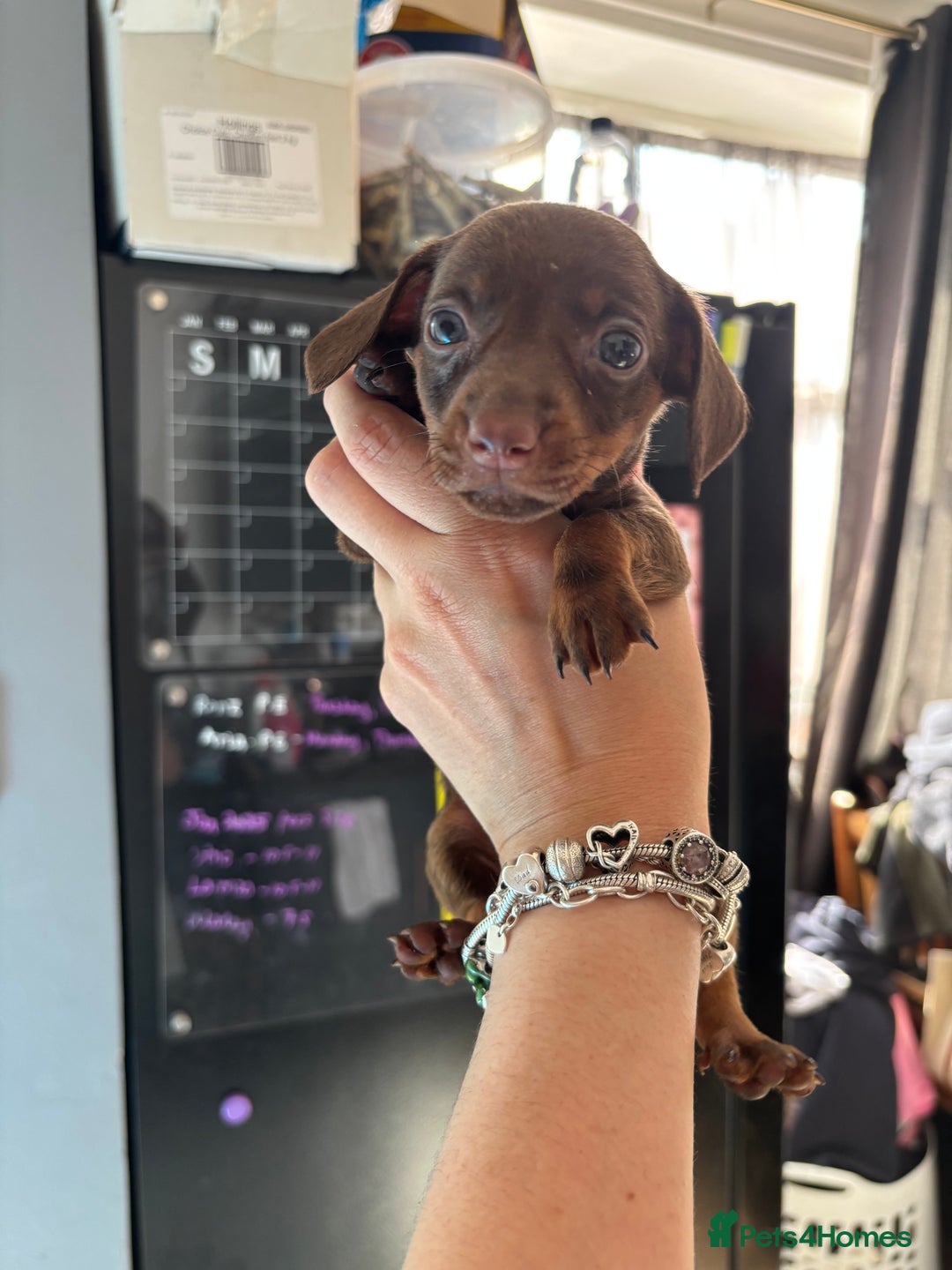 Miniature Dachshund dogs for sale: Beautiful miniature dachshunds  - Image 14