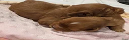 Cavapoo dogs for sale: Extensively Health Tested Thearpy Cavapoos in Portsmouth - Advert 7