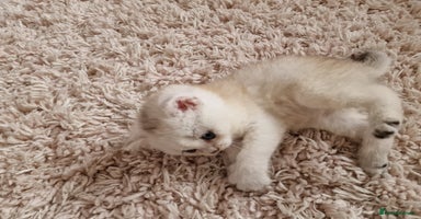 British Shorthair cats - Advert 4