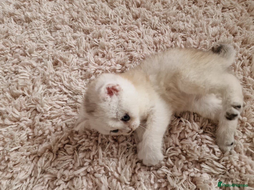 British Shorthair cats for sale: BSH 4 kittens ready for reservation  - Image 3