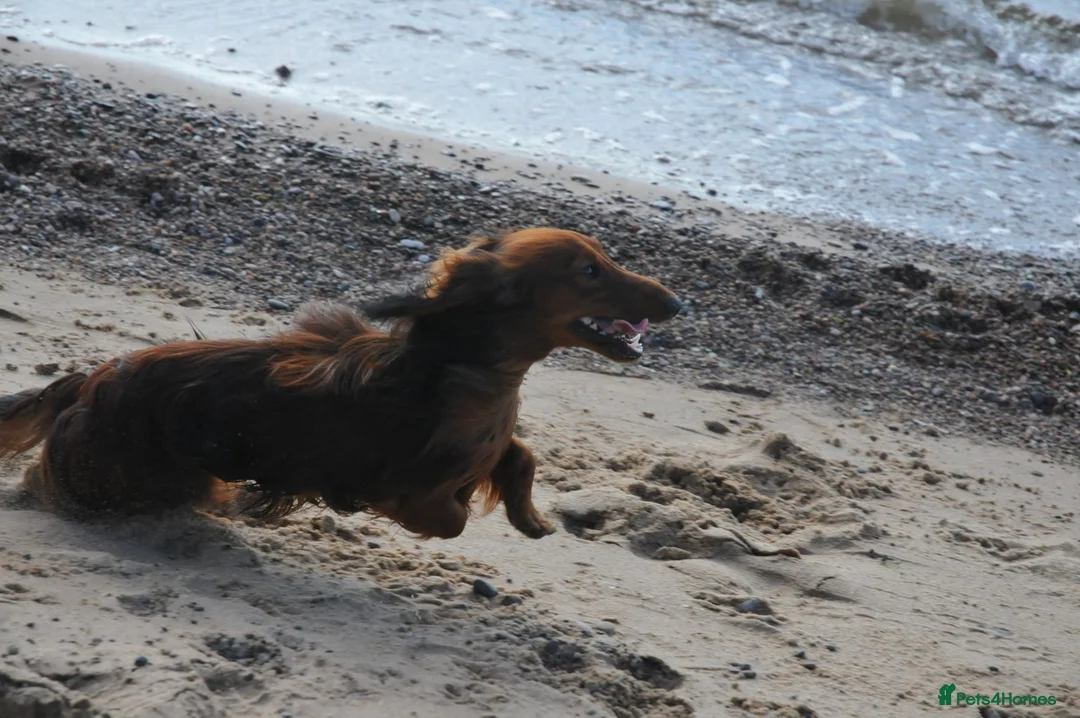 Miniature Dachshund dogs for stud: Miniature Long Haired Dachshund Pra 1 Clear KC reg in Peterborough - Advert 12