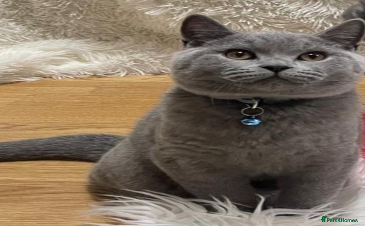 British Shorthair cats - Advert 1