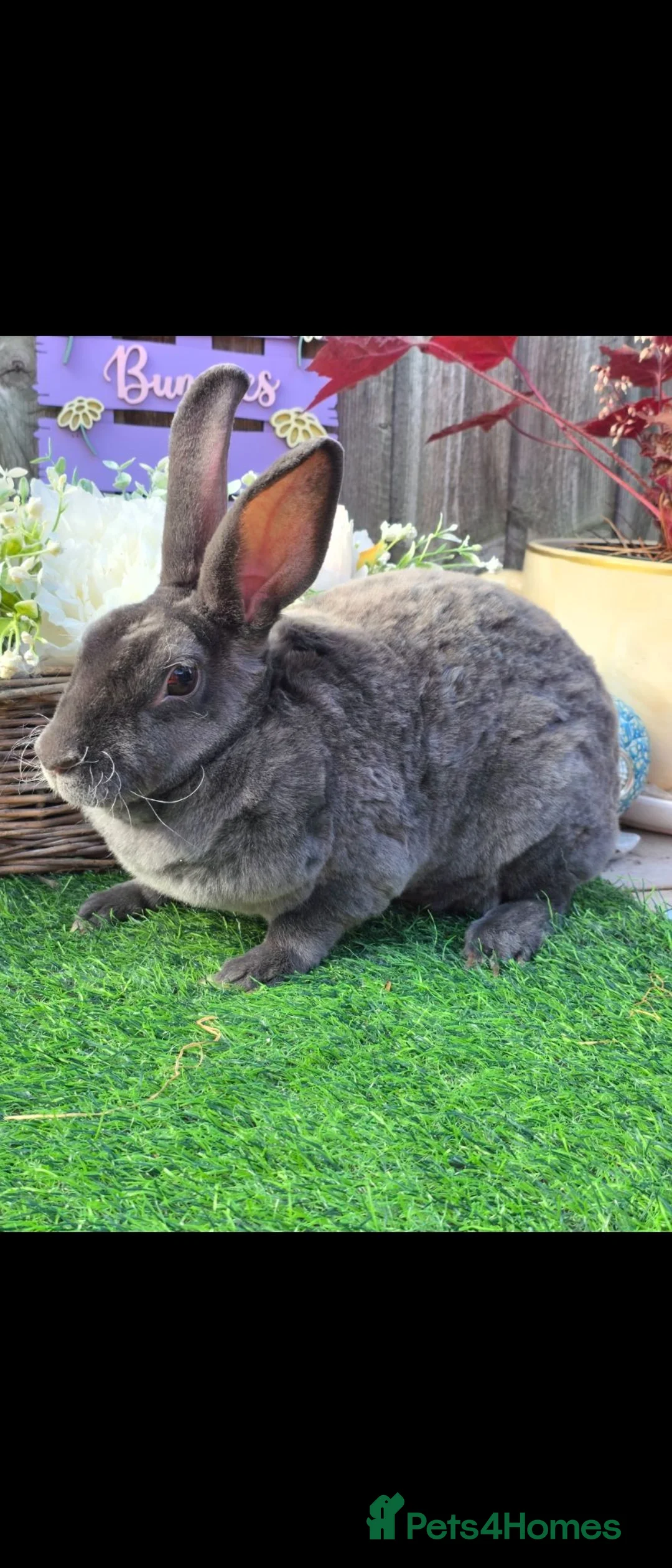 Rex rabbits for sale: Blue Mini Doe Rex - Advert 2