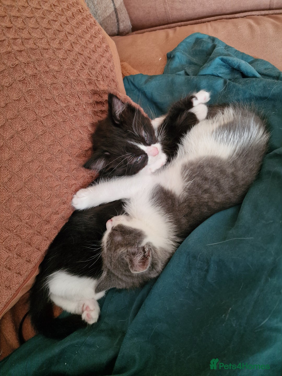 Ragdoll cats for sale: 2 Ragdoll cross kittens - Image 1