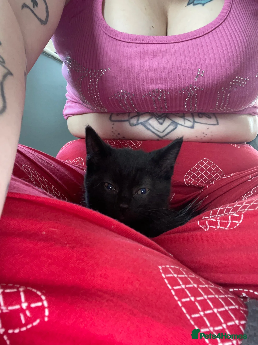 British Shorthair cats for sale: BRITISH SHORT HAIR KITTENS READY NOW  - Advert 4