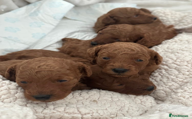 Toy Poodle dogs - Advert 1